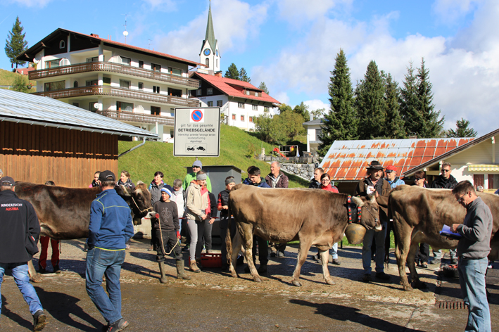 experten im ring